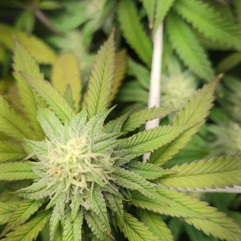 24k GOLD foto / banco: cannabiorganic growlog timeline photo