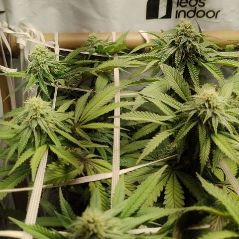 24k GOLD foto / banco: cannabiorganic growlog timeline photo