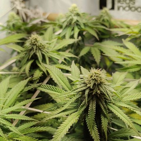 24k GOLD foto / banco: cannabiorganic growlog timeline photo