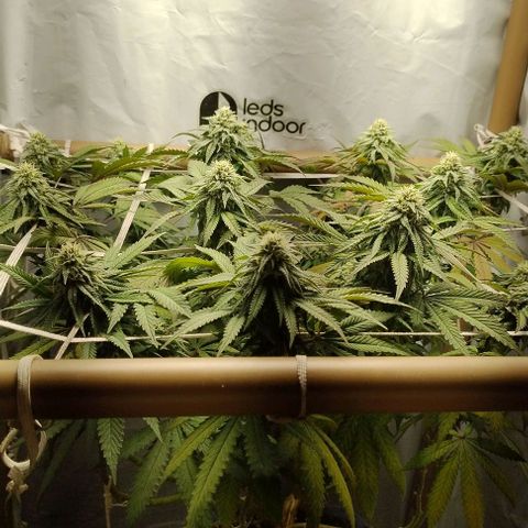 24k GOLD foto / banco: cannabiorganic growlog timeline photo