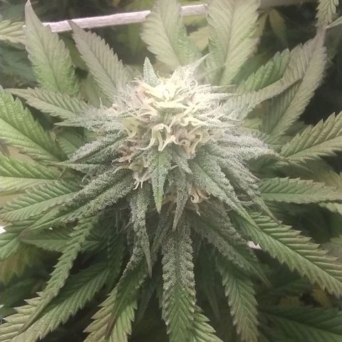24k GOLD foto / banco: cannabiorganic growlog timeline photo