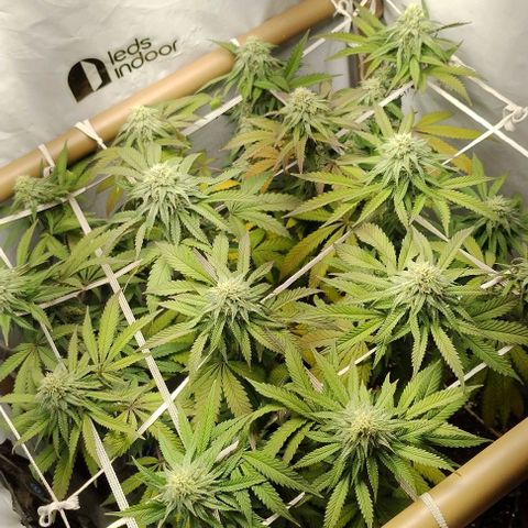 24k GOLD foto / banco: cannabiorganic growlog timeline photo
