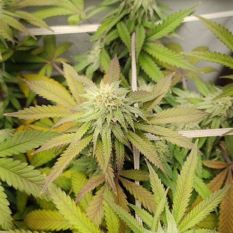 24k GOLD foto / banco: cannabiorganic growlog timeline photo