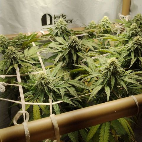 24k GOLD foto / banco: cannabiorganic growlog timeline photo