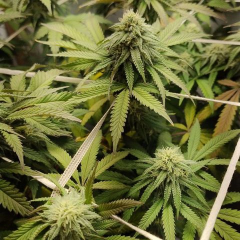 24k GOLD foto / banco: cannabiorganic growlog timeline photo
