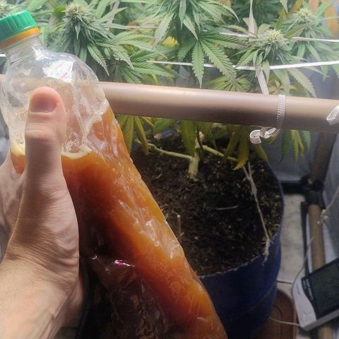 24k GOLD foto / banco: cannabiorganic growlog timeline photo