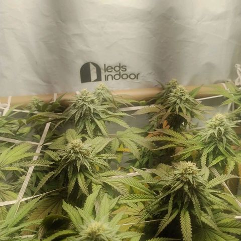 24k GOLD foto / banco: cannabiorganic growlog timeline photo
