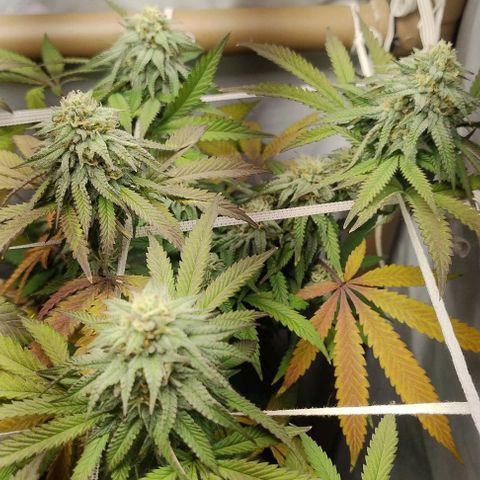 24k GOLD foto / banco: cannabiorganic growlog timeline photo
