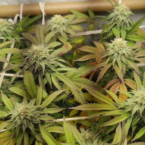 24k GOLD foto / banco: cannabiorganic growlog timeline photo