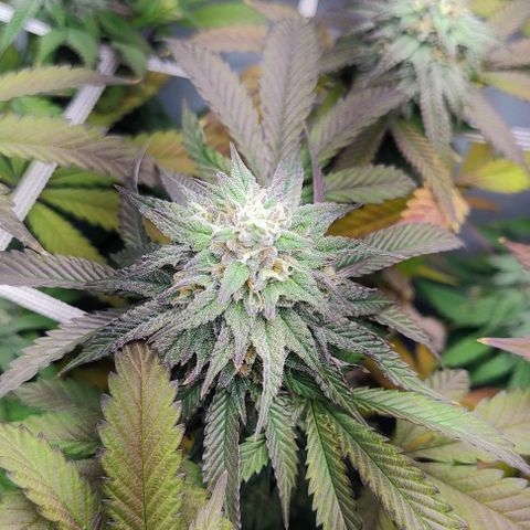 24k GOLD foto / banco: cannabiorganic growlog timeline photo