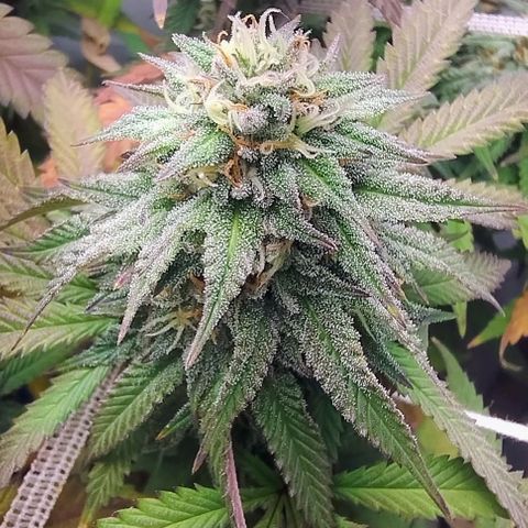 24k GOLD foto / banco: cannabiorganic growlog timeline photo