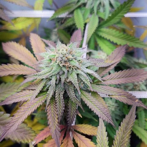 24k GOLD foto / banco: cannabiorganic growlog timeline photo