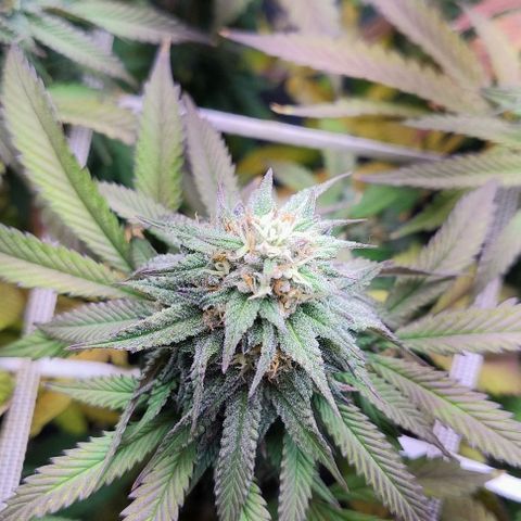 24k GOLD foto / banco: cannabiorganic growlog timeline photo