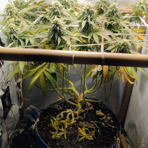24k GOLD foto / banco: cannabiorganic growlog timeline photo