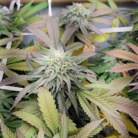 24k GOLD foto / banco: cannabiorganic growlog timeline photo