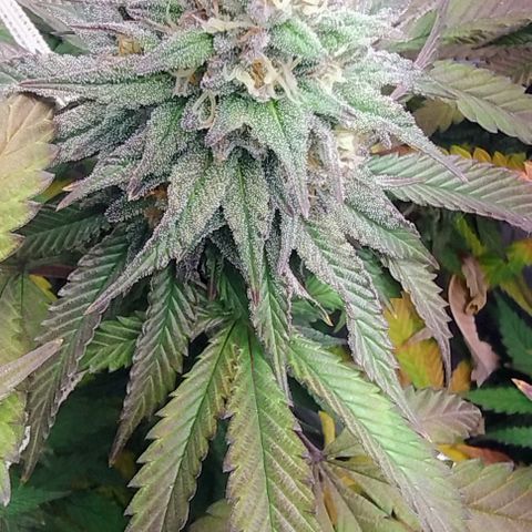 24k GOLD foto / banco: cannabiorganic growlog timeline photo