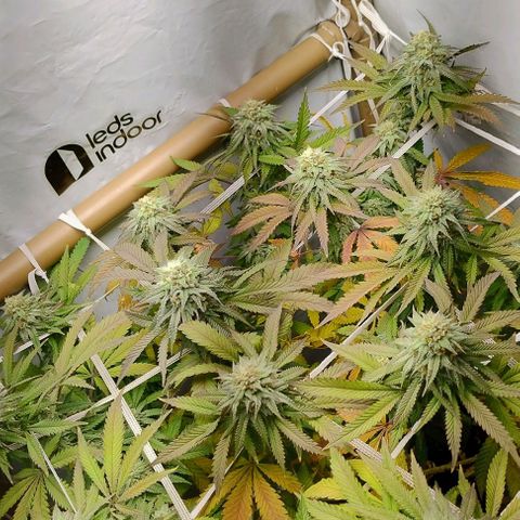 24k GOLD foto / banco: cannabiorganic growlog timeline photo
