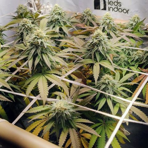 24k GOLD foto / banco: cannabiorganic growlog timeline photo
