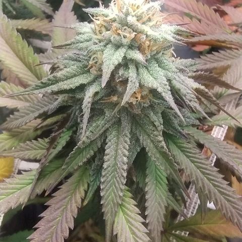 24k GOLD foto / banco: cannabiorganic growlog timeline photo