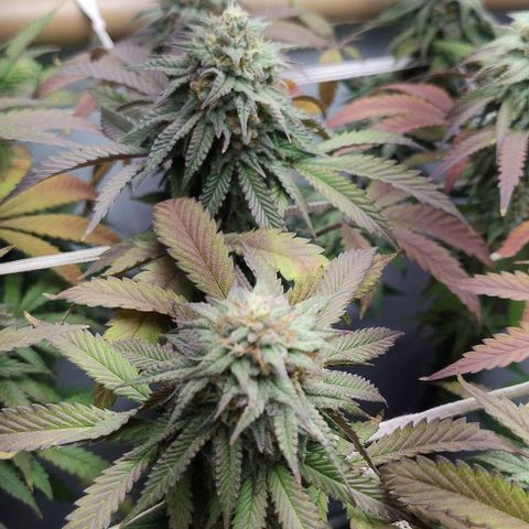 24k GOLD foto / banco: cannabiorganic growlog timeline photo