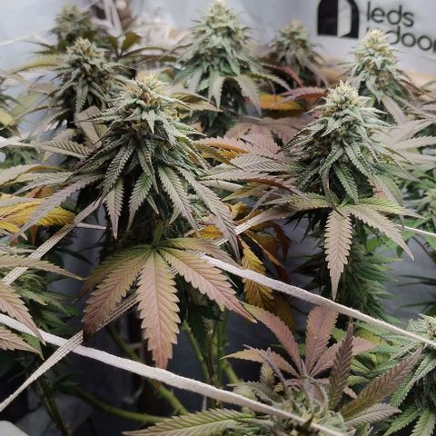 24k GOLD foto / banco: cannabiorganic growlog timeline photo