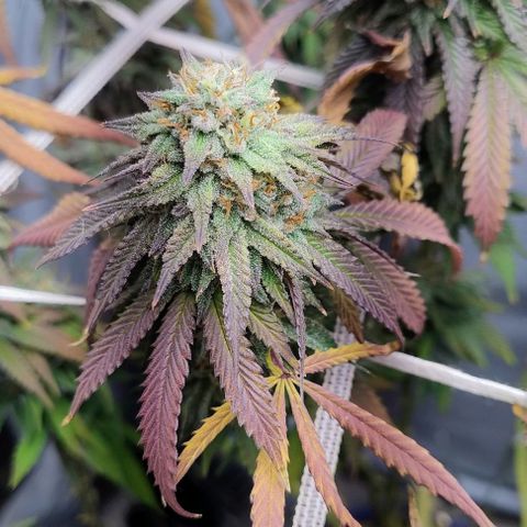 24k GOLD foto / banco: cannabiorganic growlog timeline photo