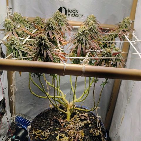 24k GOLD foto / banco: cannabiorganic growlog timeline photo