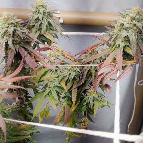 24k GOLD foto / banco: cannabiorganic growlog timeline photo
