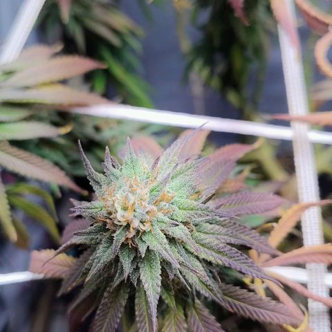 24k GOLD foto / banco: cannabiorganic growlog timeline photo