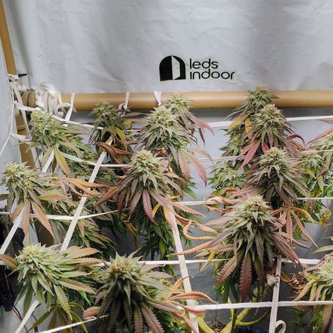 24k GOLD foto / banco: cannabiorganic growlog timeline photo