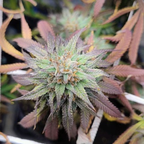 24k GOLD foto / banco: cannabiorganic growlog timeline photo