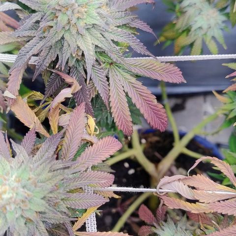 24k GOLD foto / banco: cannabiorganic growlog timeline photo