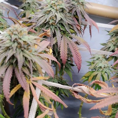 24k GOLD foto / banco: cannabiorganic growlog timeline photo