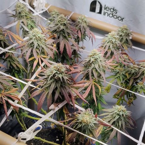 24k GOLD foto / banco: cannabiorganic growlog timeline photo
