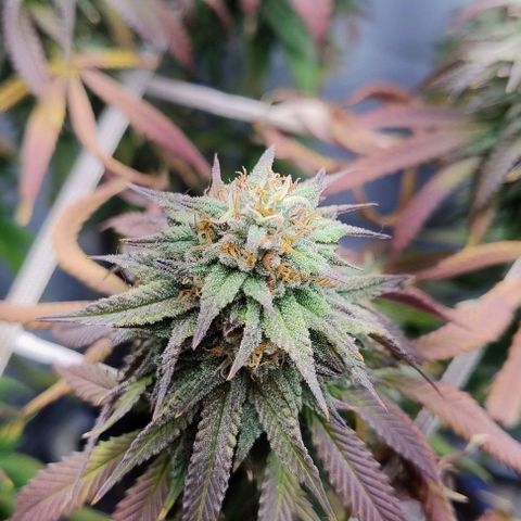 24k GOLD foto / banco: cannabiorganic growlog timeline photo