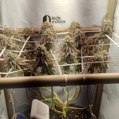 24k GOLD foto / banco: cannabiorganic growlog timeline photo