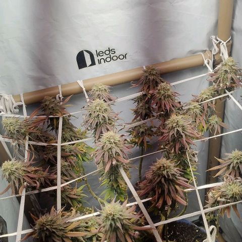 24k GOLD foto / banco: cannabiorganic growlog timeline photo