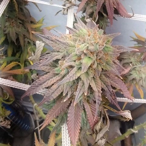 24k GOLD foto / banco: cannabiorganic growlog timeline photo