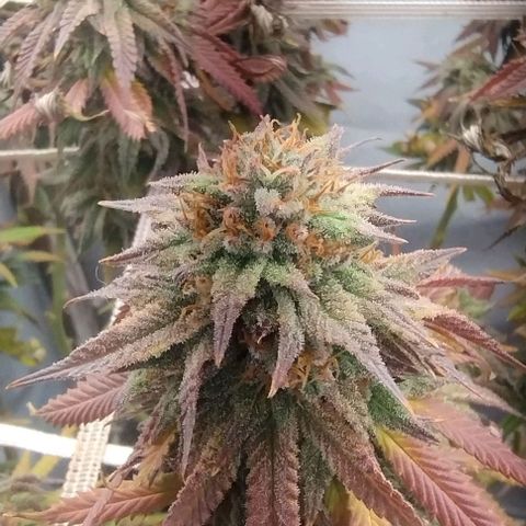 24k GOLD foto / banco: cannabiorganic growlog timeline photo