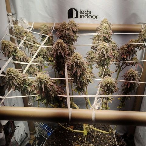 24k GOLD foto / banco: cannabiorganic growlog timeline photo