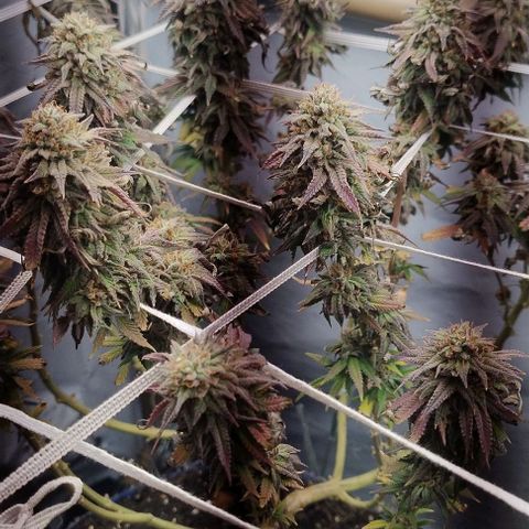 24k GOLD foto / banco: cannabiorganic growlog timeline photo