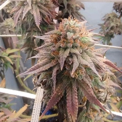 24k GOLD foto / banco: cannabiorganic growlog timeline photo
