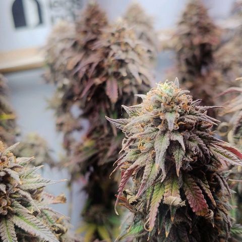 24k GOLD foto / banco: cannabiorganic growlog timeline photo
