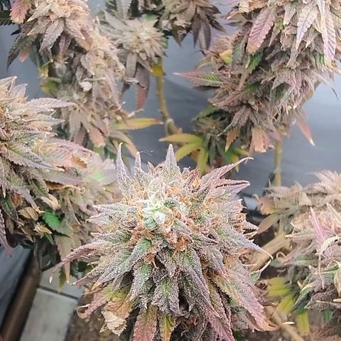 24k GOLD foto / banco: cannabiorganic growlog timeline photo