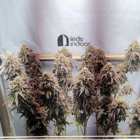 24k GOLD foto / banco: cannabiorganic growlog timeline photo