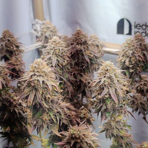 24k GOLD foto / banco: cannabiorganic growlog timeline photo
