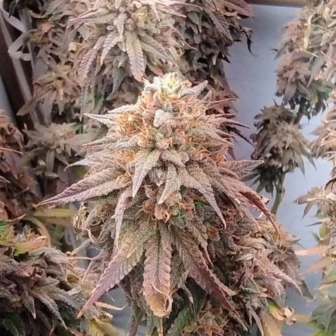 24k GOLD foto / banco: cannabiorganic growlog timeline photo