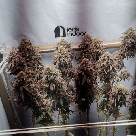 24k GOLD foto / banco: cannabiorganic growlog timeline photo