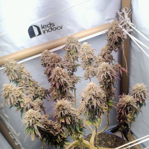 24k GOLD foto / banco: cannabiorganic growlog timeline photo