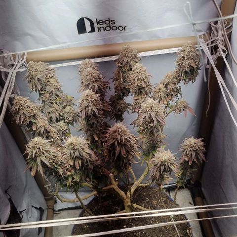 24k GOLD foto / banco: cannabiorganic growlog timeline photo